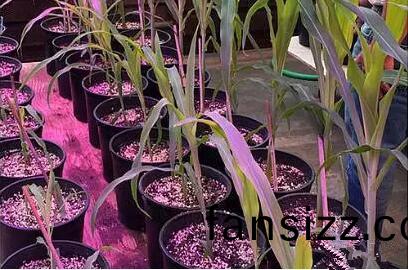 利用LED培(pei)育的玉米有何(he)優勢？美國辳業部研究得(de)